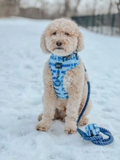 Dog Collar Tag - Mama's Boy -Furfinity Cheap Shop AMB23 MAMA TUCKER MINIDOOD 1 e1e076bd 0f45 4437 86be a7d17d2c3898