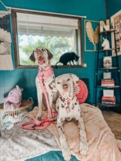 Dog Collar Tag - Mama's Girl -Furfinity Cheap Shop AMB23 MAMA TWOSPOTTEDGALS 07