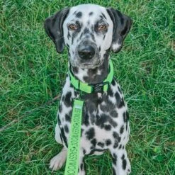 Dog Collar - Neon Green 22 Dog Collar - Neon Green -Furfinity Cheap Shop AMB23 MANCHASTHEDAL 2