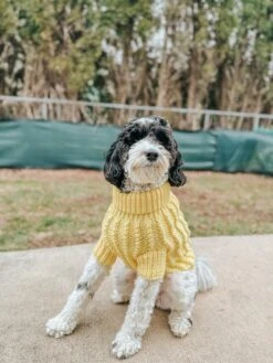 Dog Cable Knit Sweater - Yellow -Furfinity Cheap Shop AMB23 MATILDAROSEGOLDENDOODLE