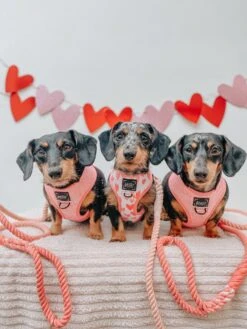 Dog Rope Leash - Dreamy -Furfinity Cheap Shop AMB23 MAYZ THEDAXIE