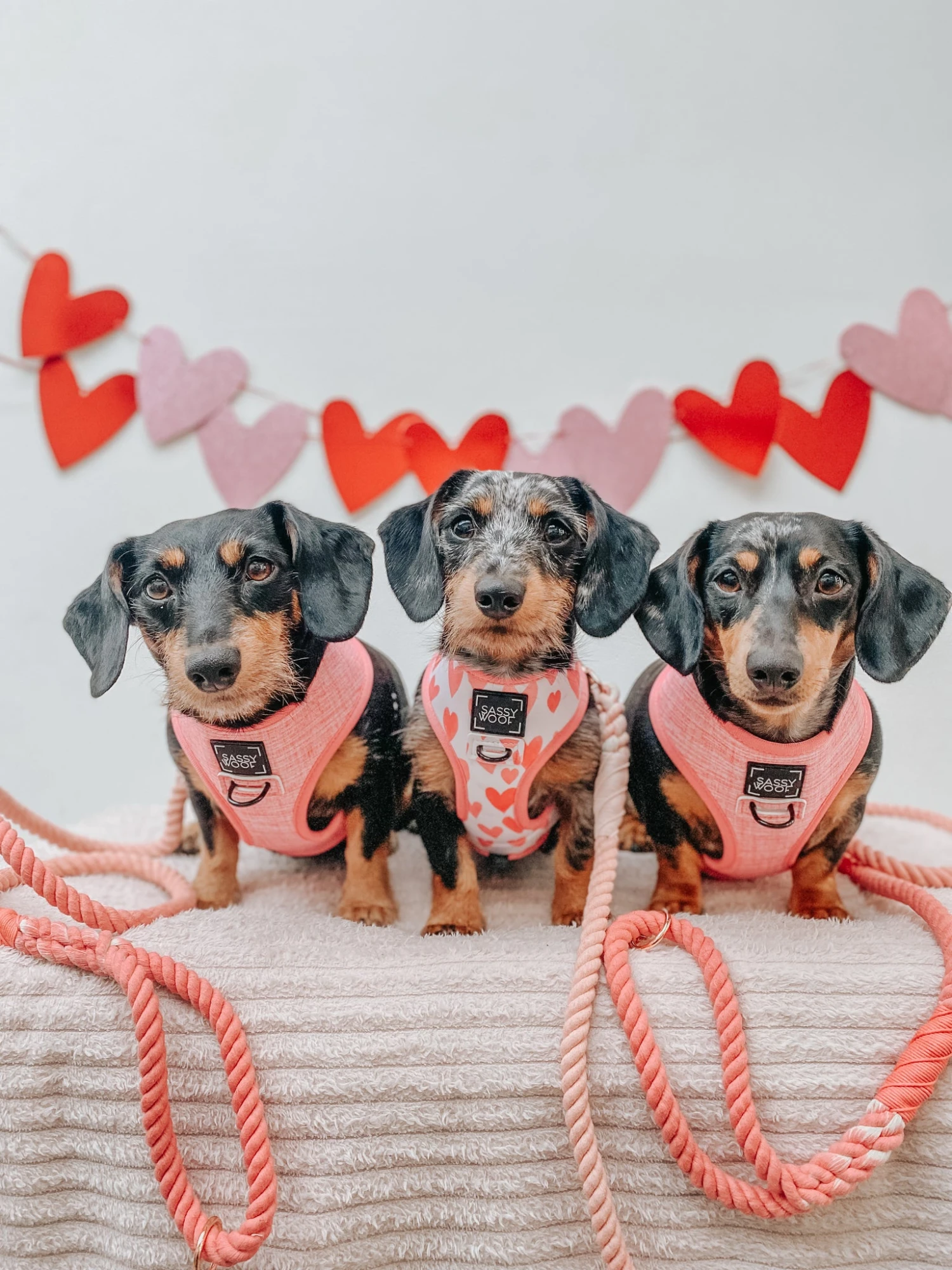 Dog Reversible Harness - Dolce Rose 20 Dog Reversible Harness - Dolce Rose - Image 18