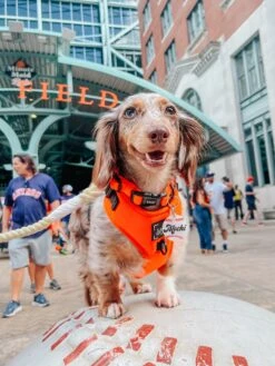 Dog Adjustable Harness - Neon Orange -Furfinity Cheap Shop AMB23 MOCHI THEMINIDAPPLE 05