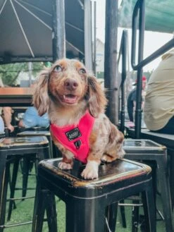 Dog Adjustable Harness - Neon Pink -Furfinity Cheap Shop AMB23 MOCHI THEMINIDAPPLE 10