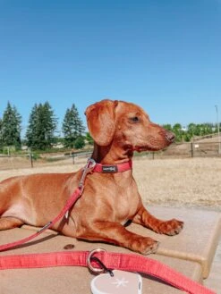 Dog Collar - Merlot -Furfinity Cheap Shop AMB23 NIKANDNYLA 1