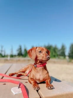 Collar Three Piece Bundle - Merlot -Furfinity Cheap Shop AMB23 NIKANDNYLA 2