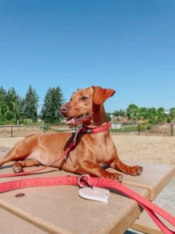 Dog Leash - Merlot 29 Dog Leash - Merlot -Furfinity Cheap Shop AMB23 NIKANDNYLA 3