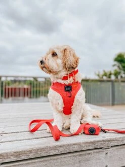 Dog Four Piece Bundle - Merlot -Furfinity Cheap Shop AMB23 PUPPUPBEAR 3