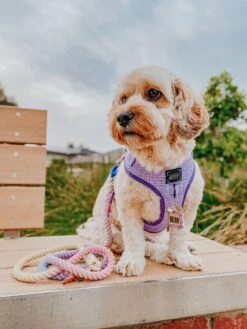 Dog Rope Leash - Caroline -Furfinity Cheap Shop AMB23 PUPPUPBEAR 4 882dcd80 36e4 426c ac24 c809894cc762