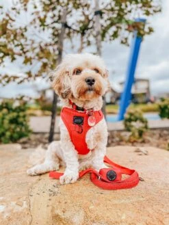 Dog Waste Bag Holder - Merlot -Furfinity Cheap Shop AMB23 PUPPUPBEAR 6