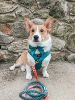 Dog Sailor Bow - Napa -Furfinity Cheap Shop AMB23 PUPPYNAPKIN 03