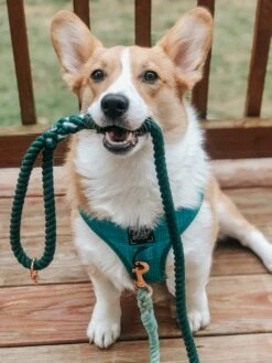 Dog Rope Leash - Hunter -Furfinity Cheap Shop AMB23 PUPPYNAPKIN 07