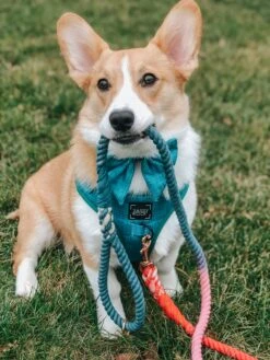 Dog Rope Leash - Jack & Jill -Furfinity Cheap Shop AMB23 PUPPYNAPKIN 08