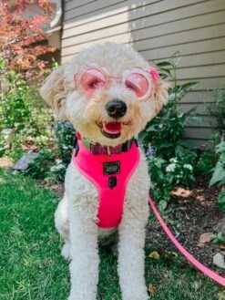 Dog Adjustable Harness - Neon Pink -Furfinity Cheap Shop AMB23 REMYROSE GOLDENDOODLE 5