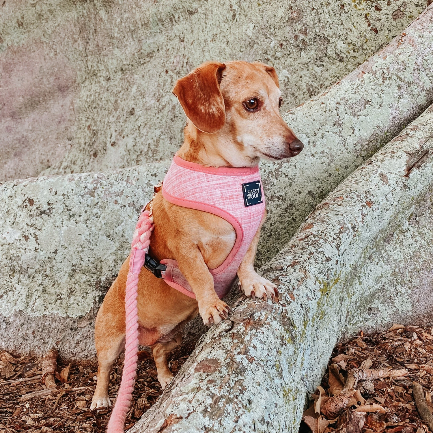 Dog Reversible Harness - Dolce Rose 22 Dog Reversible Harness - Dolce Rose - Image 20