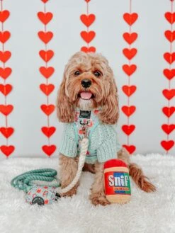 Dog Rope Leash - Dandy -Furfinity Cheap Shop AMB23 SIT OLLIE SIT 7c9f65c6 7dcd 45fb 8cc7 e8fa1624a8af