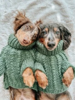 Dog Cable Knit Sweater - Dark Green -Furfinity Cheap Shop AMB23 TEDDY THEWEENIE 2