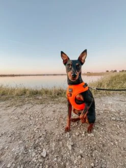 Dog Adjustable Harness - Neon Orange -Furfinity Cheap Shop AMB23 THEMINARNOLD 1