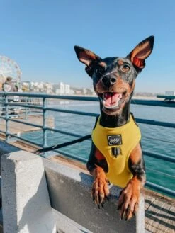 Dog Adjustable Harness - Neon Yellow -Furfinity Cheap Shop AMB23 THEMINARNOLD 8