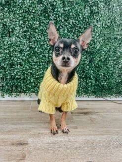 Dog Cable Knit Sweater - Yellow -Furfinity Cheap Shop AMB23 THEOFFICIALPUP 09