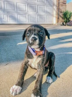 Dog Collar - Aurora -Furfinity Cheap Shop AMB23 THEOGPUPPERS 7