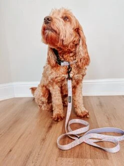 Dog Leash - Fleur De Sass -Furfinity Cheap Shop AMB23 THEROUDYREDNREBELLIOUS 4 3a2a0674 e85a 40a3 a9db 30747fee6918