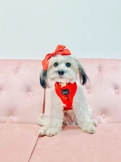 Dog Sailor Bow - Merlot -Furfinity Cheap Shop AMB23 YOUBERRABELIEVEIT 3 0cca6269 b569 49bc 8ee0 4f08d0973f17