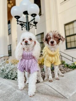 Dog Cable Knit Sweater - Yellow -Furfinity Cheap Shop AMBCKS23 I AM THEBARKMAN 5
