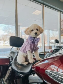 Dog Cable Knit Sweater - Lavender -Furfinity Cheap Shop AMBCKS23 LIL COCO STAR