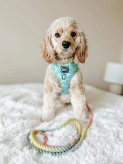 Dog Rope Leash - Fiesta 15 Dog Rope Leash - Fiesta -Furfinity Cheap Shop AMB SPRING23 GEORGIEE.THE .COCKAPOO 6