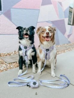 Dog Leash - Fleur De Sass -Furfinity Cheap Shop AMB SPRING23 KONA AND MEILI 1 1