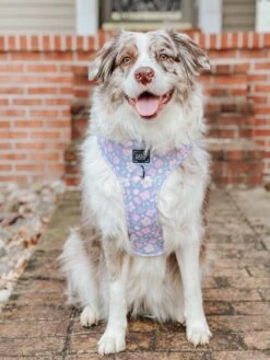 Dog Two Piece Bundle - Fleur De Sass -Furfinity Cheap Shop AMB SPRING23 MILATHEAUSSIEDOG