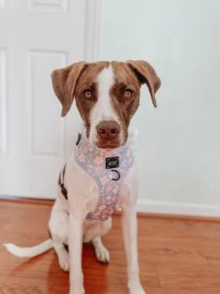 Dog Two Piece Bundle - Fleur De Sass -Furfinity Cheap Shop AMB SPRING23 MYGIRLLAYLA 1