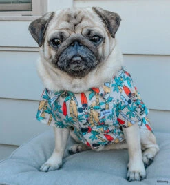 Dog Hawaiian Shirt - Mickey Mouse -Furfinity Cheap Shop ATOASTYPUG daa4f04a 69ba 4dc6 ae5f 3120a323dad0