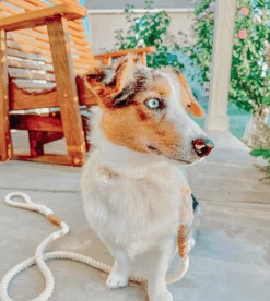 Dog Rope Leash - Natural -Furfinity Cheap Shop AUGGIE