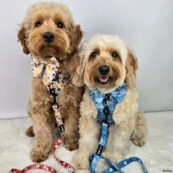 Dog Sailor Bow - Disney's Cinderella -Furfinity Cheap Shop AUTUMN THEGOLDIE 3 597abd95 dd59 4711 8046 e49058ce7253