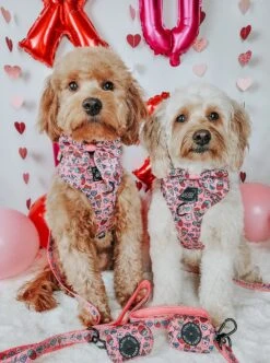 Dog Sailor Bow - I Chews You -Furfinity Cheap Shop AUTUMN THEGOLDIE 4f3d4167 49b9 4722 b4f6 f692b0de6c57