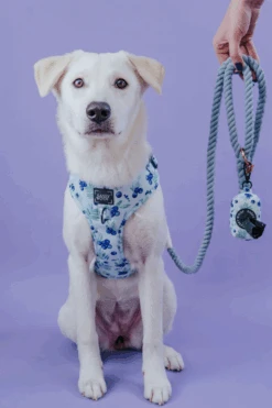 Dog Rope Leash - Azul 13 Dog Rope Leash - Azul -Furfinity Cheap Shop AZUL