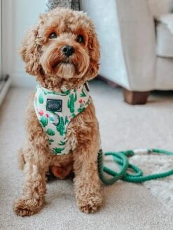 Dog Rope Leash - Amazon -Furfinity Cheap Shop Amazon 05d3bc8a 1a58 4601 aea6 9f355fbfeb25