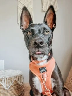 Dog Adjustable Harness - Apple Cider -Furfinity Cheap Shop Apple