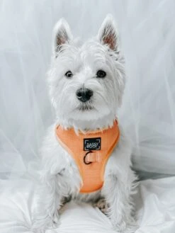 Dog Adjustable Harness - Apple Cider -Furfinity Cheap Shop Apple Cider Dog Adjustable Harness 2