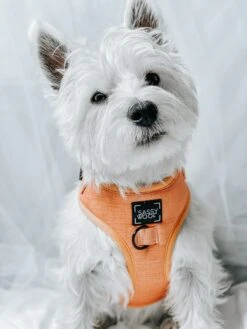 Dog Four Piece Bundle - Apple Cider -Furfinity Cheap Shop Apple Cider Dog Adjustable Harness