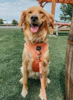 Dog Adjustable Harness - Apple Cider -Furfinity Cheap Shop Apple Cider Dog Adjustble Harness Leash Wastebag 2