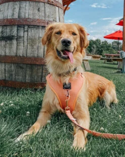 Dog Leash - Apple Cider 17 Dog Leash - Apple Cider -Furfinity Cheap Shop Apple Cider Dog Adjustble Harness Leash Wastebag