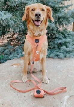 Dog Four Piece Bundle - Apple Cider -Furfinity Cheap Shop Apple Cider Dog Adjustble Harness Leash Wastebag 4