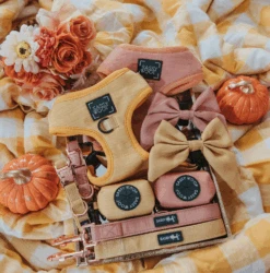 Dog Four Piece Bundle - Sunflower Fields 30 Dog Four Piece Bundle - Sunflower Fields -Furfinity Cheap Shop Apple Cider Dog Bundle Leash Harness 1of1