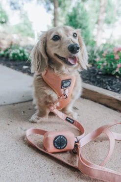 Dog Waste Bag Holder - Apple Cider 15 Dog Waste Bag Holder - Apple Cider -Furfinity Cheap Shop Apple Spice Dog Harness Leash