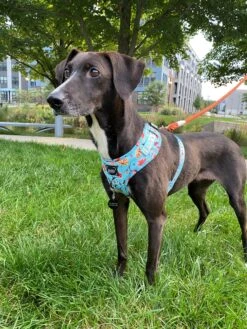 Dog Rope Leash - Athens -Furfinity Cheap Shop Athens