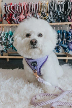 Dog Four Piece Bundle - Aurora -Furfinity Cheap Shop Aurora Dog Harness Bichon 2