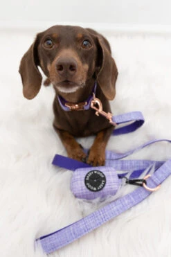 Dog Four Piece Bundle - Aurora -Furfinity Cheap Shop Aurora Dog Harness Bundle